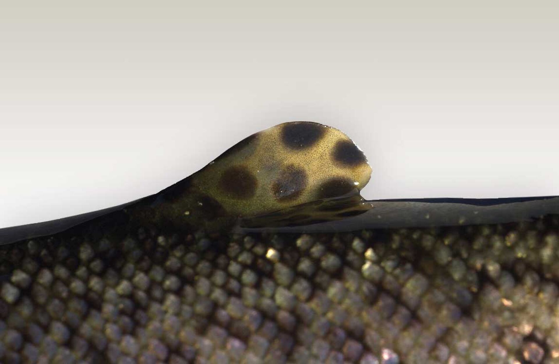  Die Fettflosse einer Regenbogenforelle dient dem Fisch zur Regulierung des Hormonhaushalts, so die Annahme  der Wissenschaftler. © Tino Strauss - wikimedia.org  