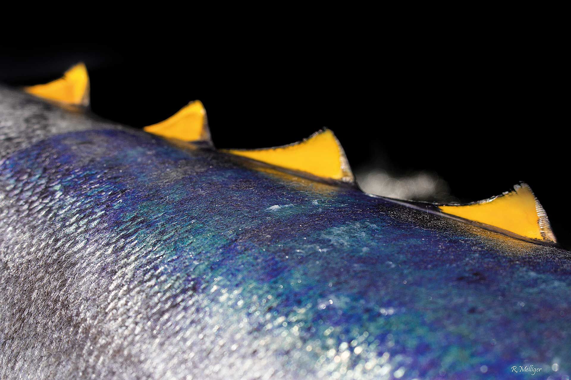  Die kleinen gelben Flossen, welche sich entlang der Schwanzwurzel befinden, können von den Thunfischen wie kleine Paddel gesteuert werden, um agile Richtungswechsel bei der Jagd zu vollziehen. © Robin Melliger  