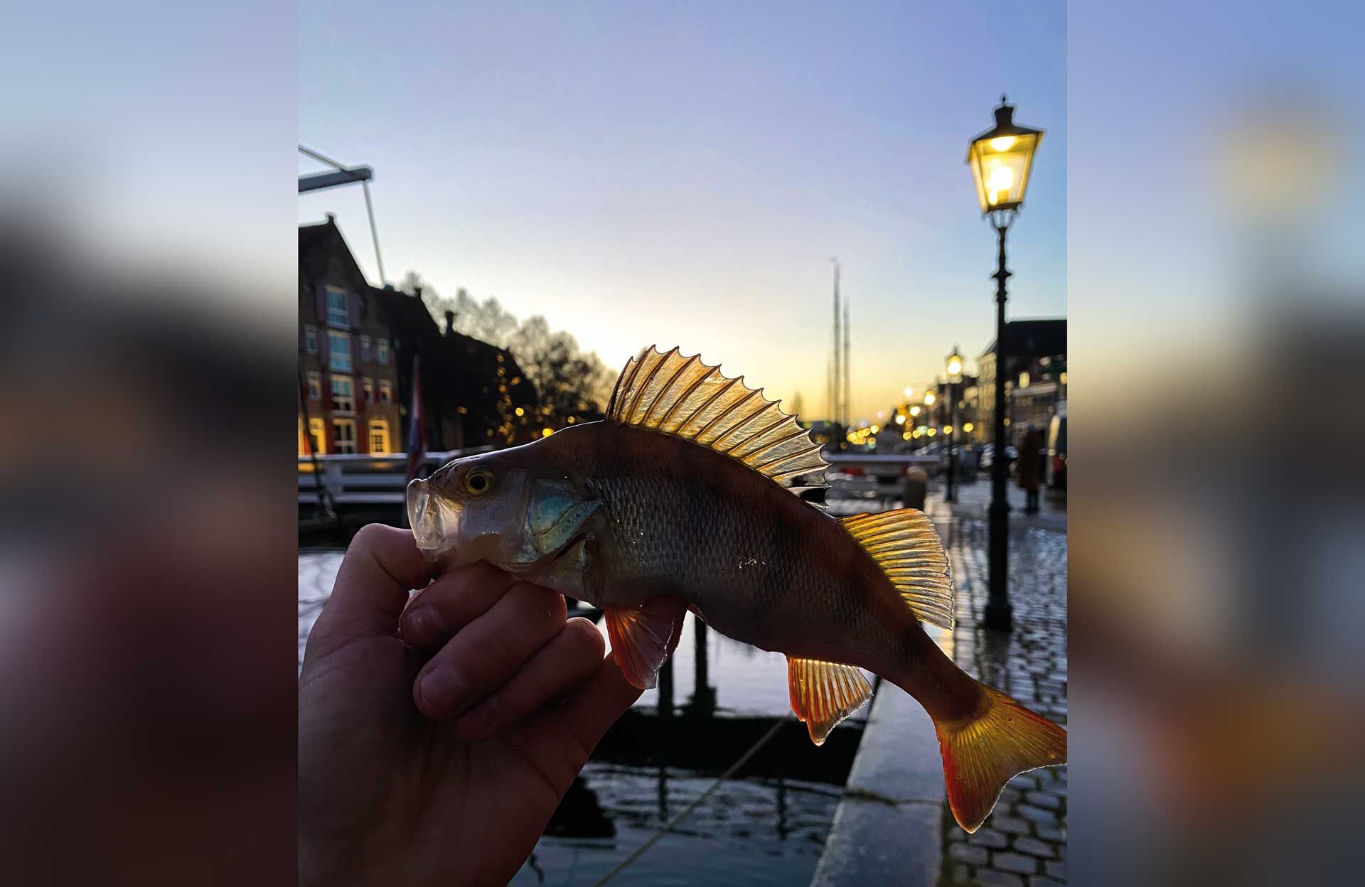  Egli mitten in der Stadt bei wunderschöner Abendstimmung – das ist Streetfishing.  