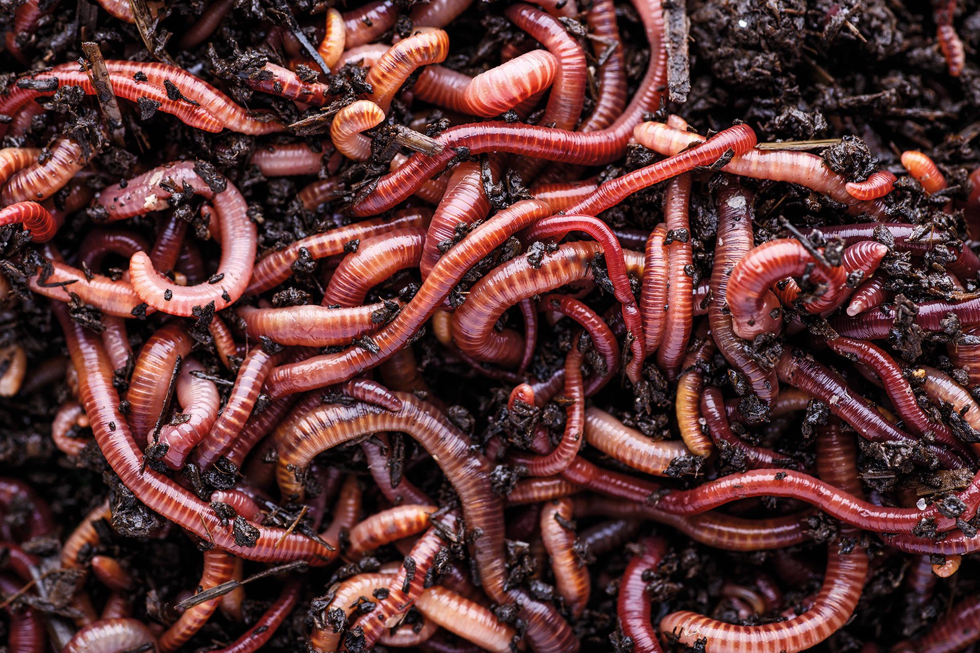  Würmer aller Art sind DER Trüschenköder überhaupt. Es lohnt sich, den Haken wirklich vollzupacken. © stock.adobe.com  