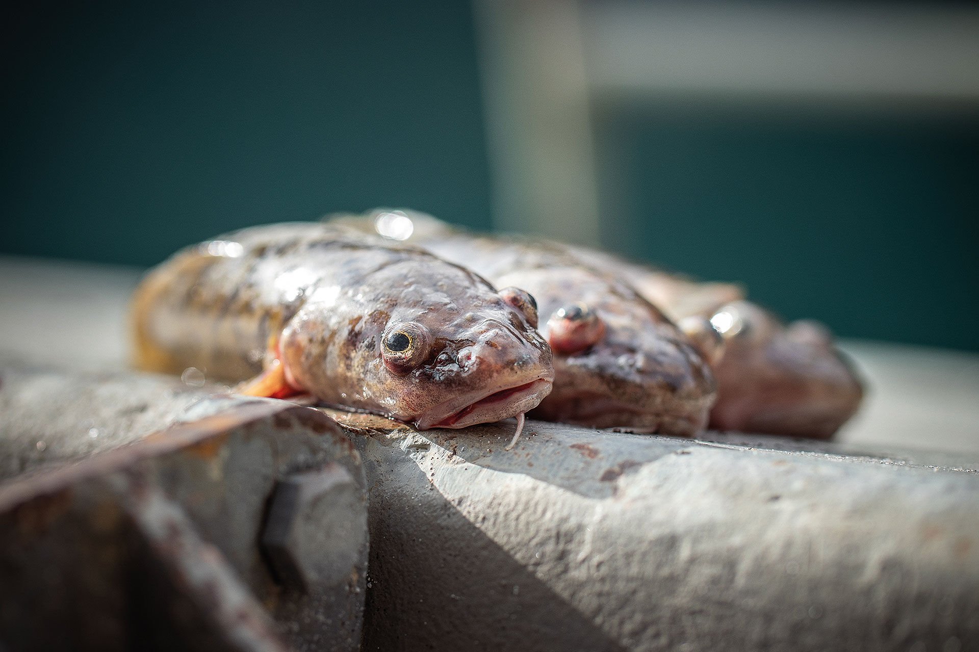  Trüschen zurücksetzen geht nicht! Weil die Fische aus so grosser Tiefe geholt werden, gehören sie anschliessend auch in die Pfanne. © André Suter  
