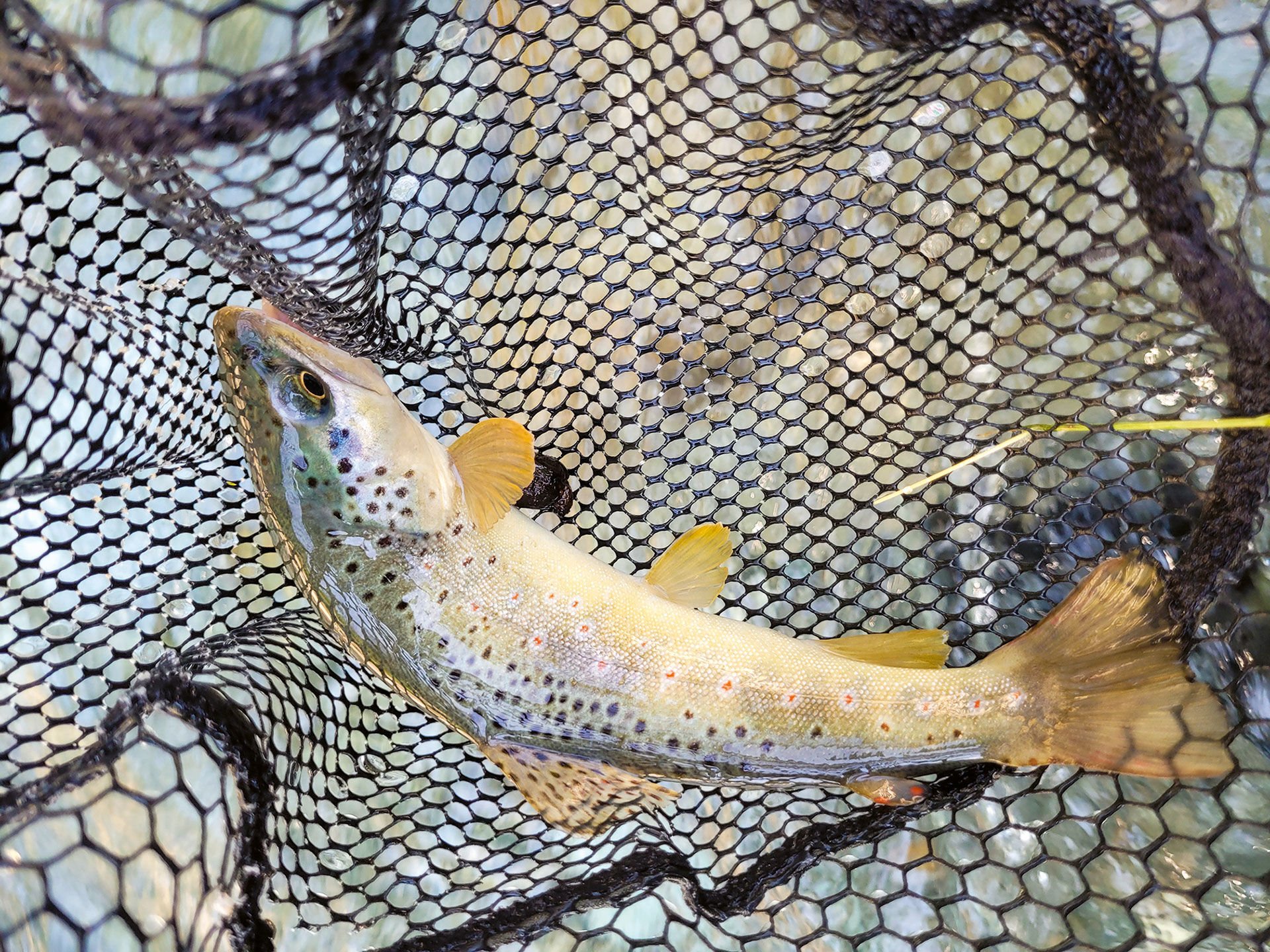  Je nach Gewässerabschnitt sind die Fische anders: In den Oberläufen dominieren kleinere Bach- und Regenbogenforellen, im Hauptbach Gerlos sind die Fische grösser und auch anders gezeichnet.  