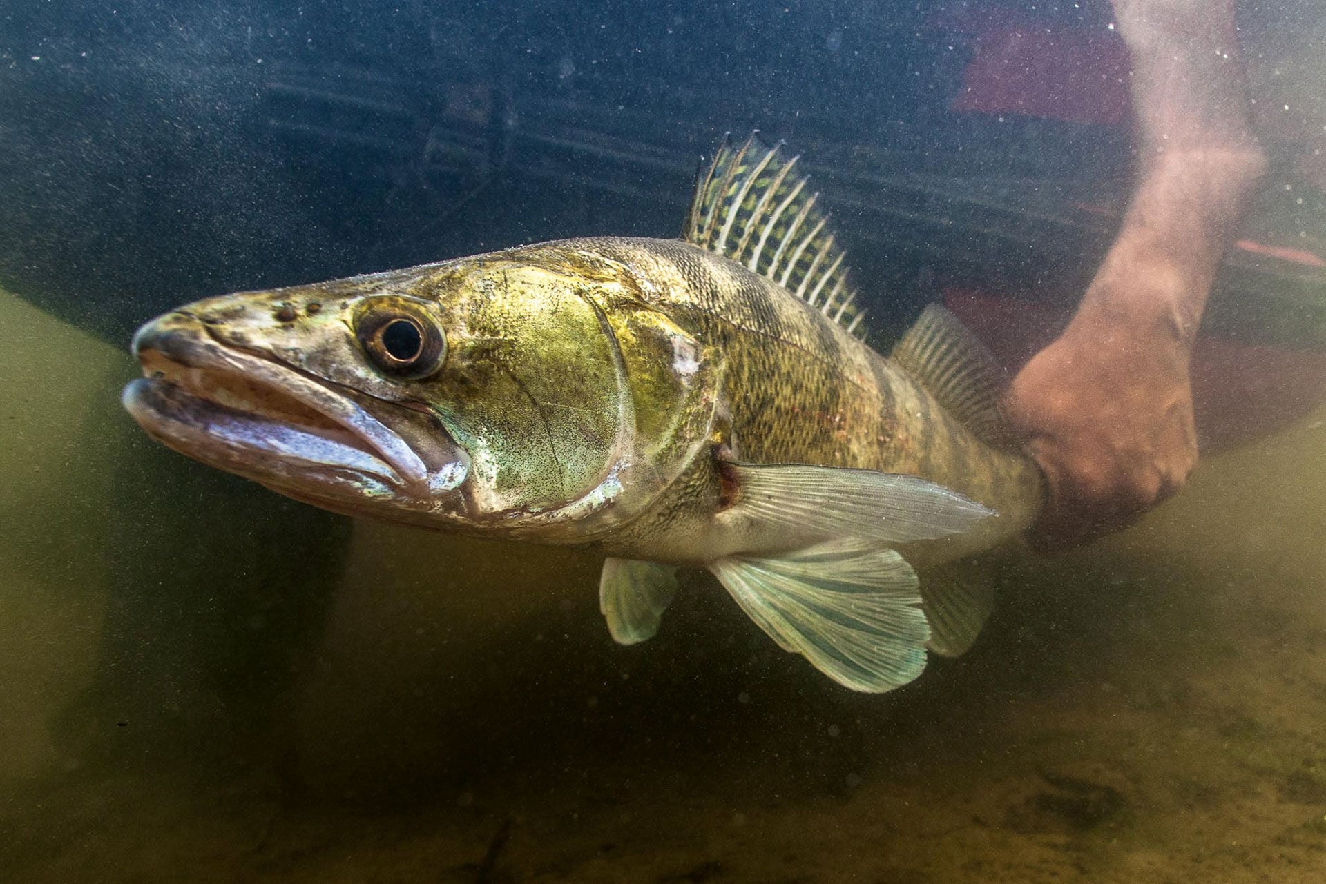  Der sportliche Eindruck des Zanders täuscht. Dieser Raubfisch bewegt sich träge und reagiert am besten auf langsam geführte Köder.   