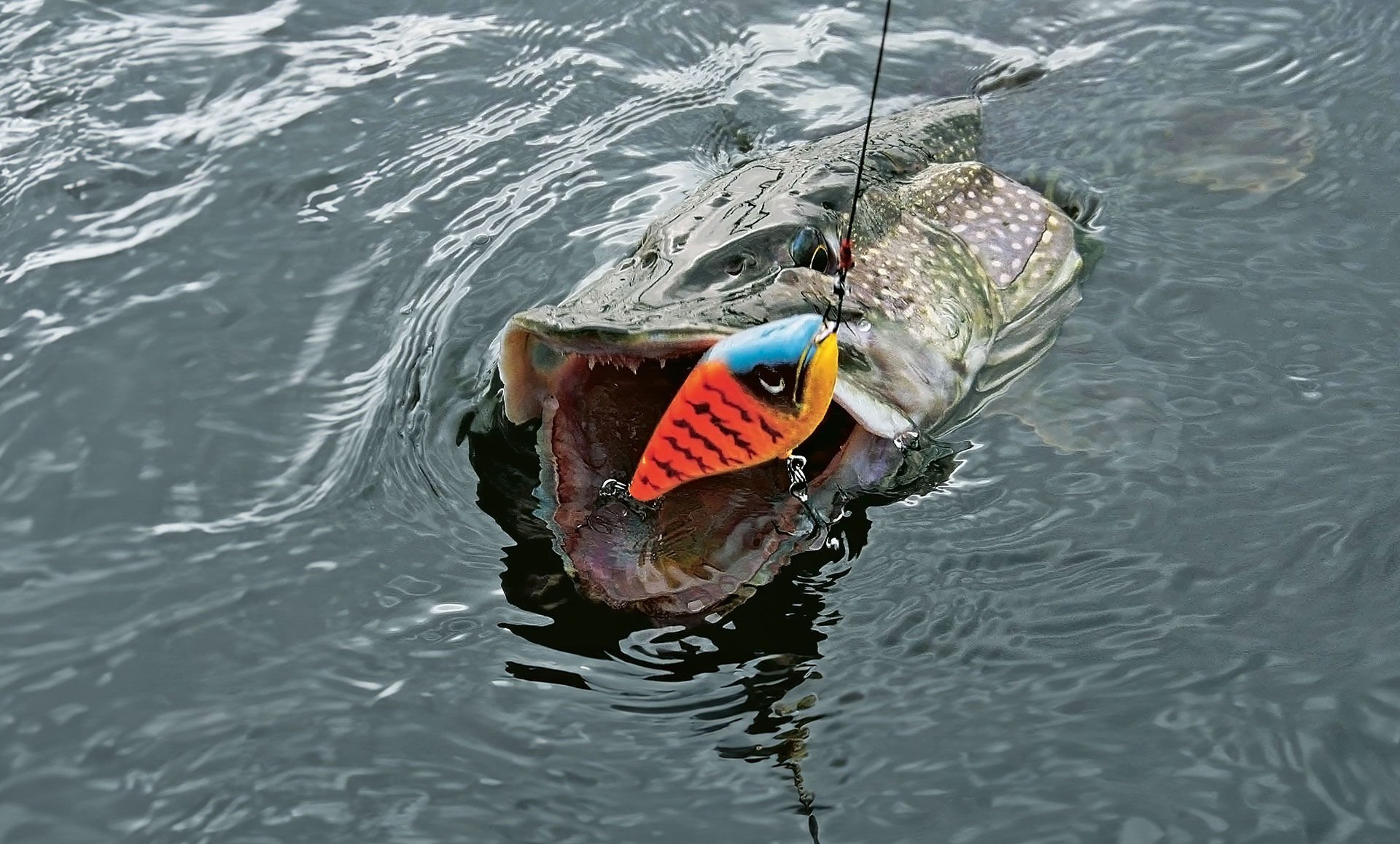  Ob Schock- oder Naturfarben: Besonders im flachen Wasser spielen Jerkbaits ihre Trümpfe aus. © Bertus Rozemeijer  