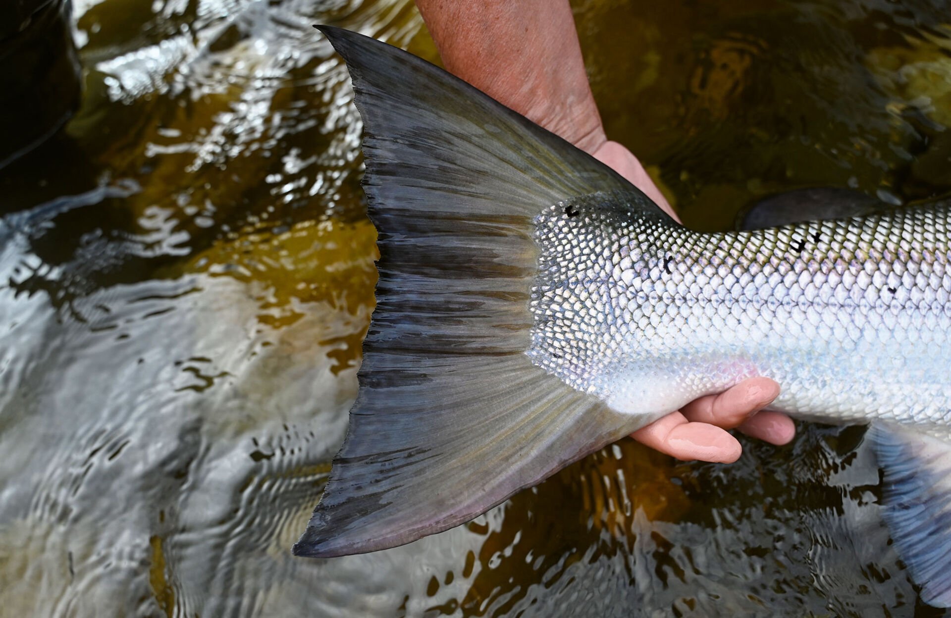  ... vs. Wildlachs.  