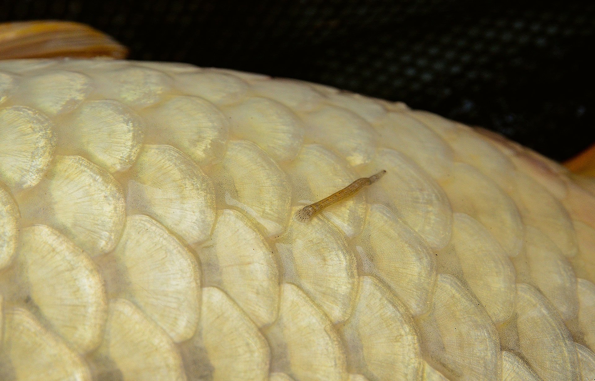  Fischegel am Karpfen zeigen, dass der Fisch lange Zeit auf dem Gewässergrund verbracht hat.   