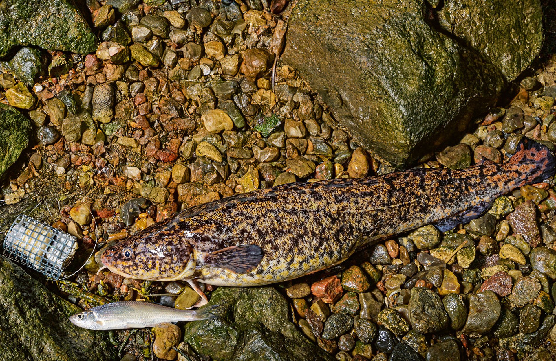  Ob Wurm oder Köderfisch mit Futterkorbbeilage besser zieht, ist von Tag zu Tag unterschiedlich. Hier fand der Köderfisch einen stattlichen Abnehmer.  