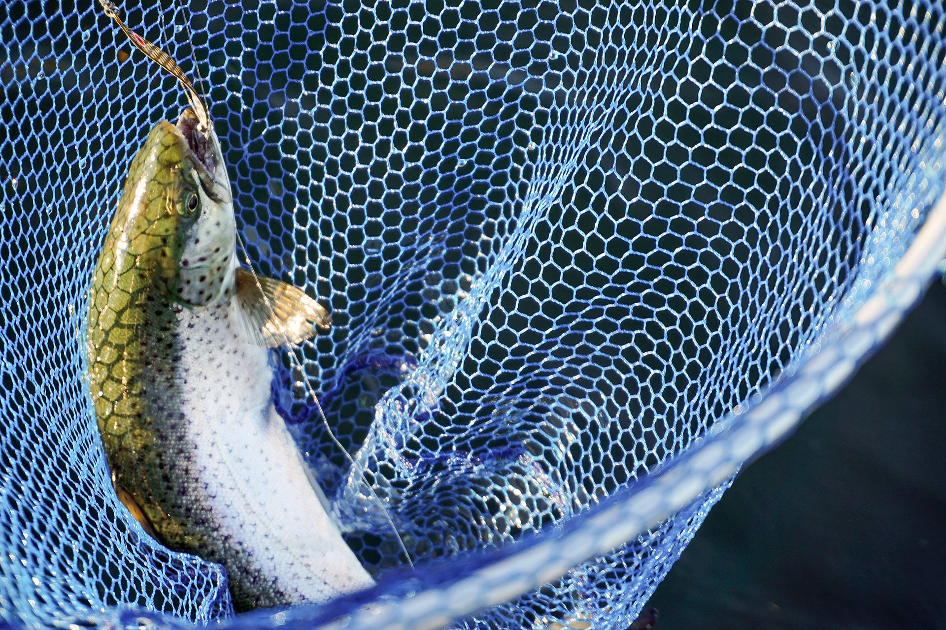  Ein Grundsatz wird jetzt noch wichtiger: Nur massige Seeforellen werden gefeumert, kleine hingegen im Wasser vom Haken gelöst! © Erich Bolli  