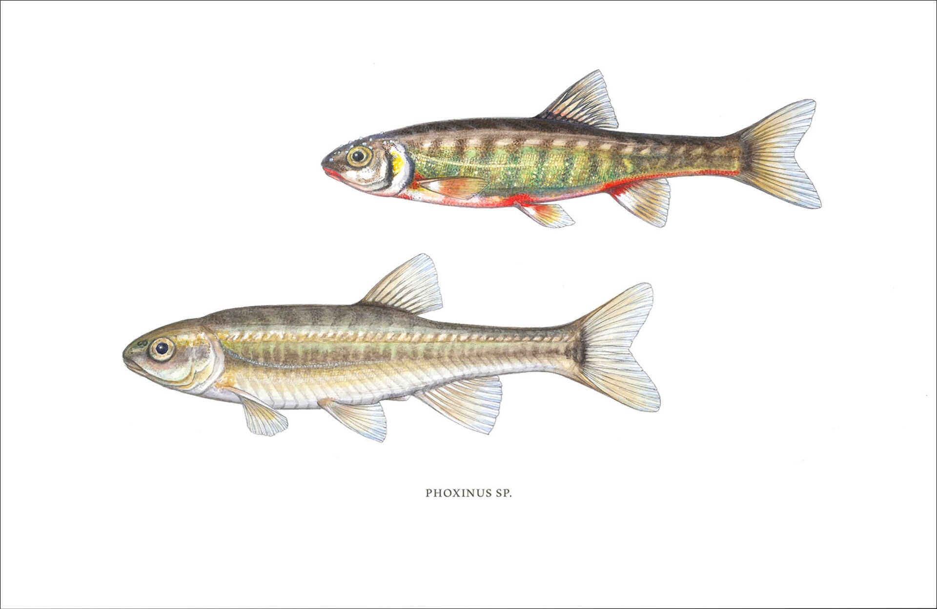  Typische Elritzen, oben ein Männchen im Laichkleid, unten ein Weibchen «im Alltagsgewand». Die Zeichnungen von Illustratorin Gaby Bernet sind im SFV-Shop als Fine Art Print erhältlich. © Gaby Bernet  