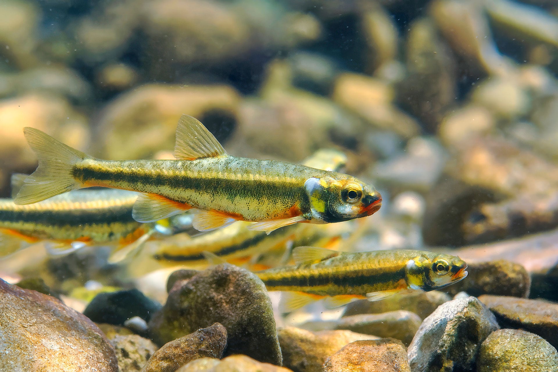  Während ihrer Laichzeit werden die Elritzen fröhlich bunt und verhalten sich auch sonst auffällig und unvorsichtig. Das erinnert an ein bisschen an die Fasnacht.  