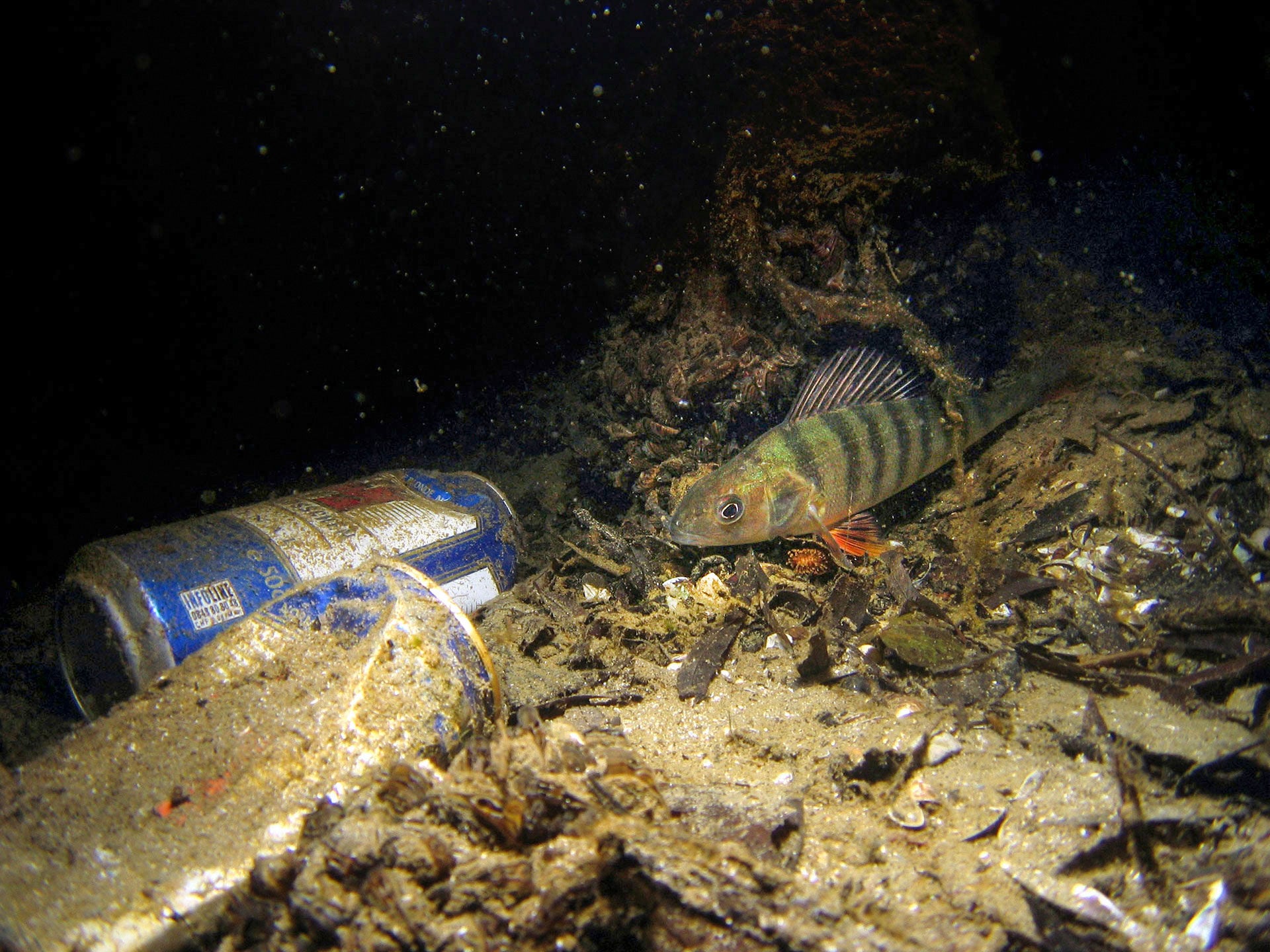  Niemand wills gewesen sein, dennoch liegt immer massenhaft davon rum: Abfall gehört korrekt entsorgt! © André Suter  