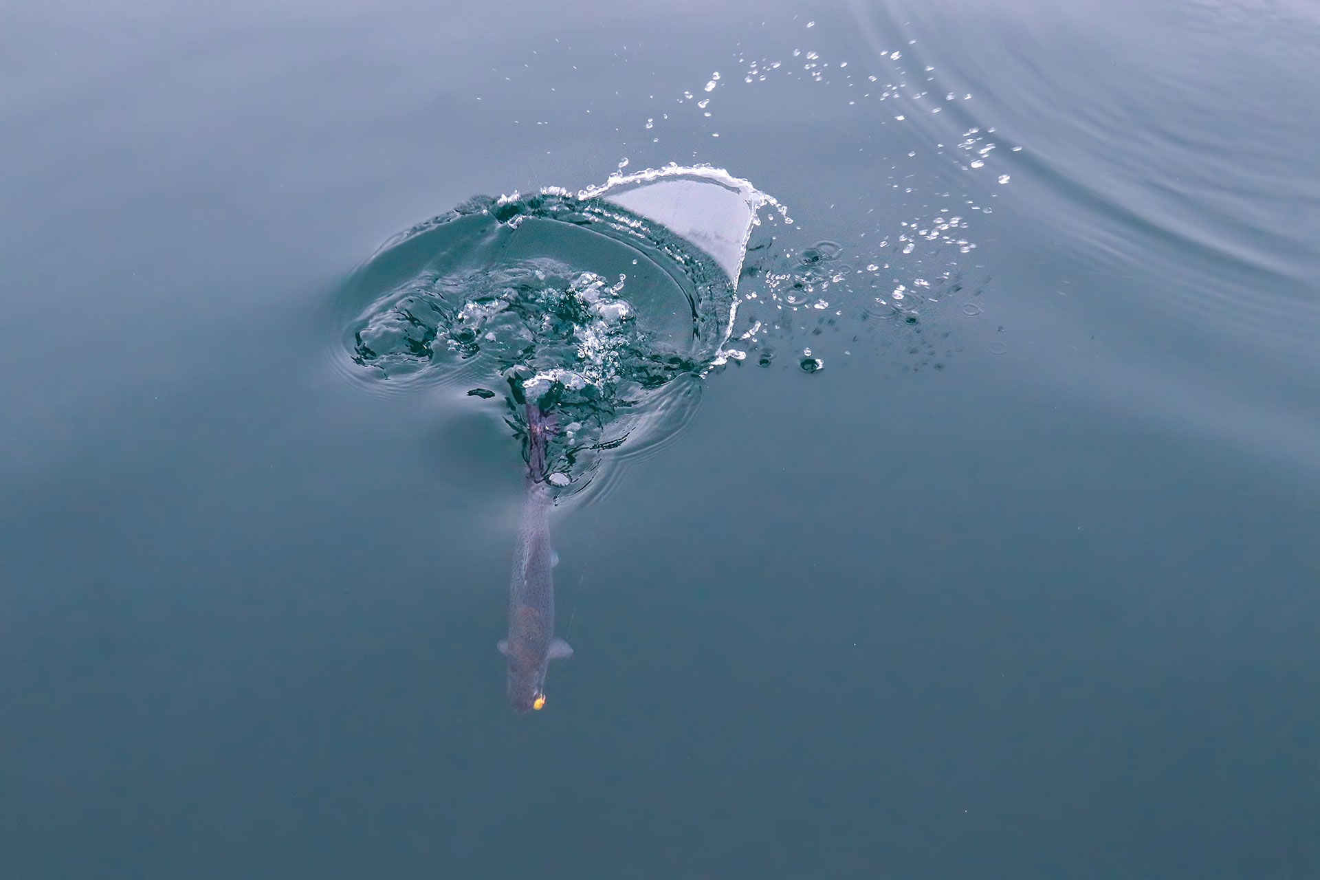  Mit feinem Gerät gibt der Fang einer Regenbogenforelle einiges zu tun.  