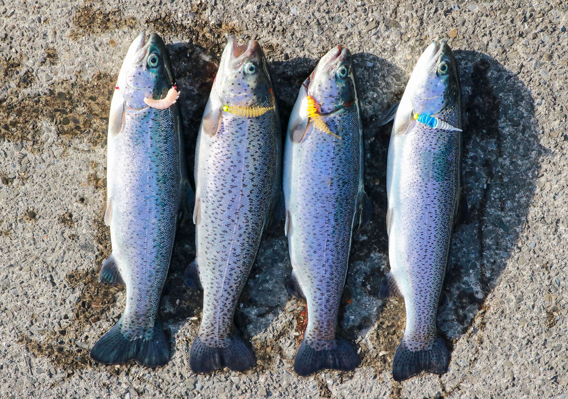  Vier Köder – vier Fische: Die Lungerersee-Forellen liessen sich von mehreren Farben überzeugen.  