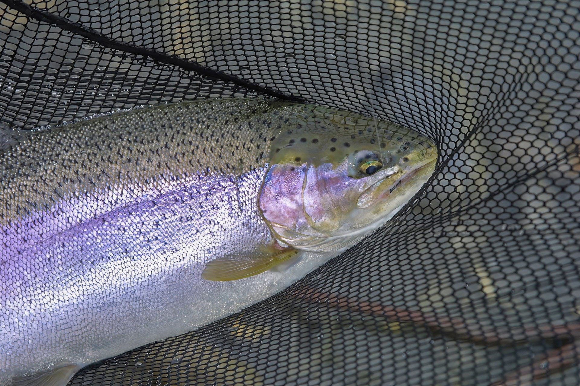  Wilde Regenbogenforellen sind nicht zu vergleichen mit besetzten Massfischen. Sie sind oft wählerisch und heikel.  