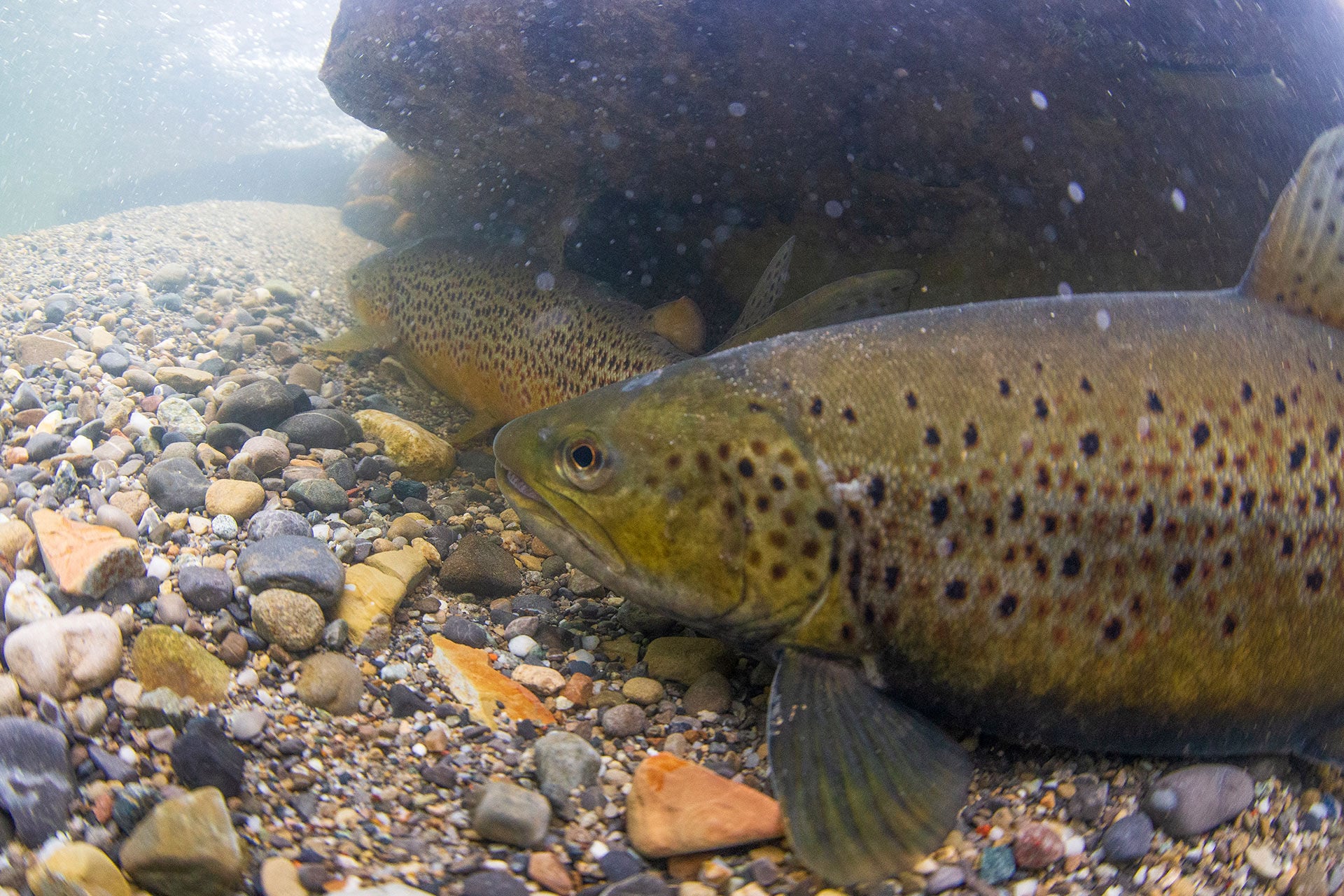  Wie viele Seeforellen aufsteigen, um abzulaichen, ist ein wichtiger Indikator für die Grösse der Population. © Rainer Kühnis  