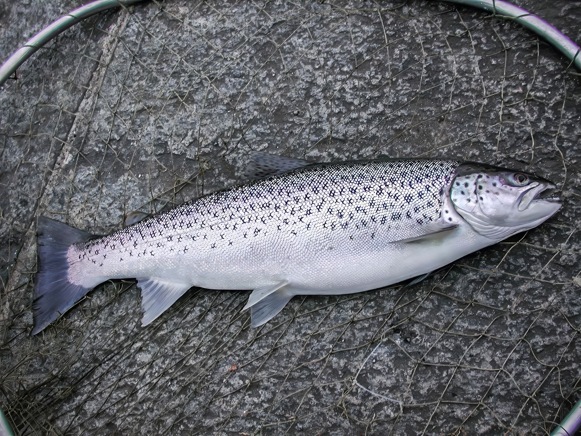  Wurde die wunderbare Wiederauferstehung der Bodenseeforellen durch unvernünftige Überfischung «silbertorpediert»? © Daniel Luther  