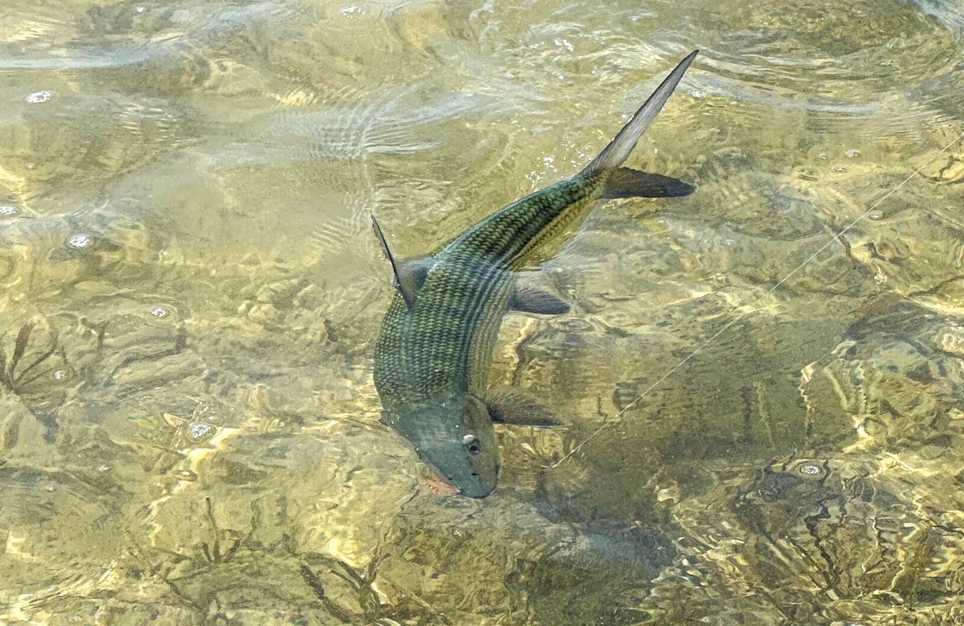  Der grosse Bone vor der Landung.  