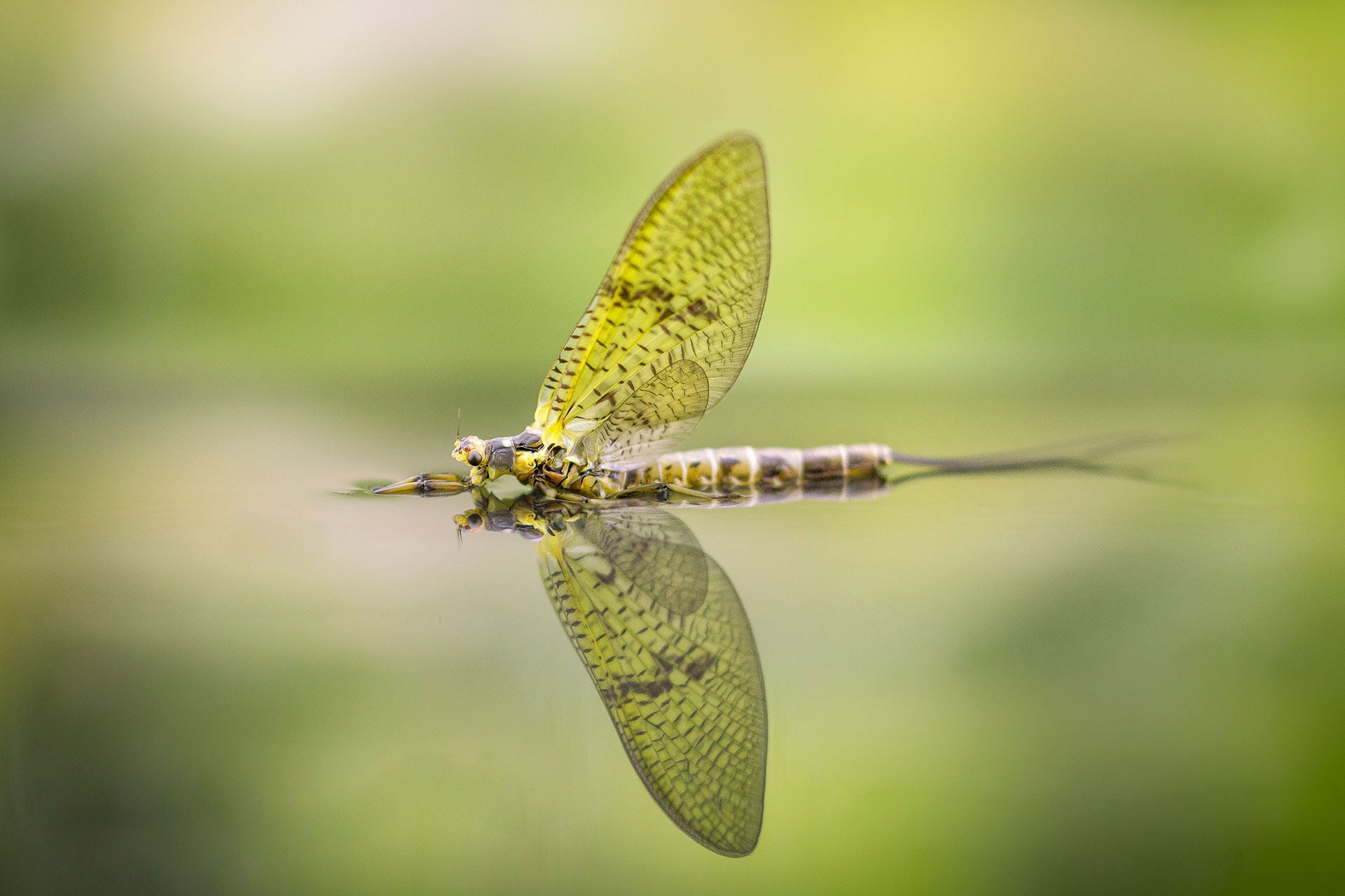  Für die Maifliege ist Deltamethrin hochgiftig. © André Suter  