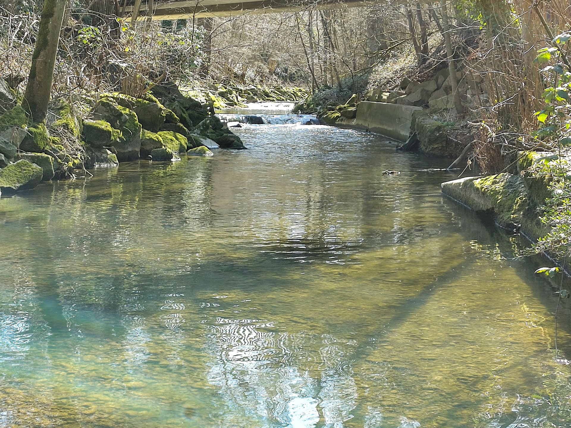 Solche langsam fliessenden und von der Frühlingssonne erwärmten Abschnitte ziehen die Forellen während der Eröffnungstage an.  