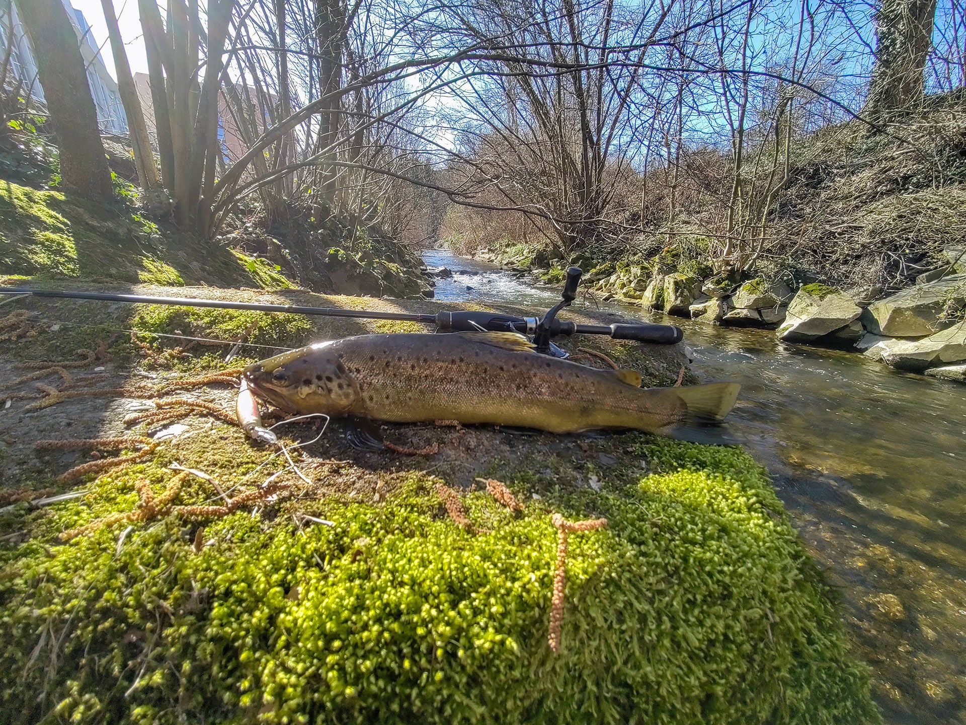  Eröffnungsforelle auf Wobbler aus dem noch kalten Bach. Auf die passende Präsentation kommt es nun an.  