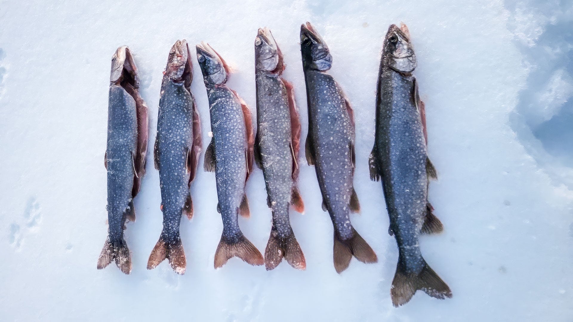  Auch die Beissfrequenz nimmt teilweise im Frühling wieder zu, wie hier am 8. März letztes Jahr auf dem Engstlensee.  