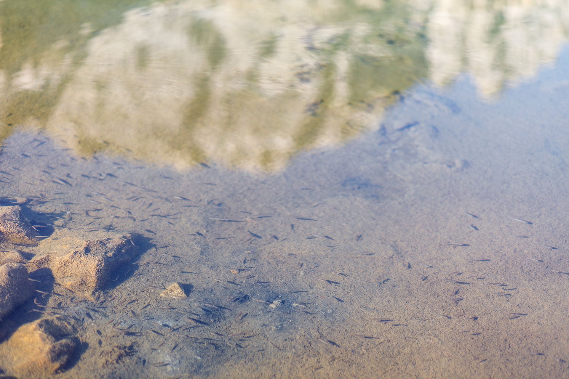  Ursprünglich ein Fisch der Fliessgewässer, trifft man die Elritze heutzutage vor allem in unseren Bergseen an. © André Suter  