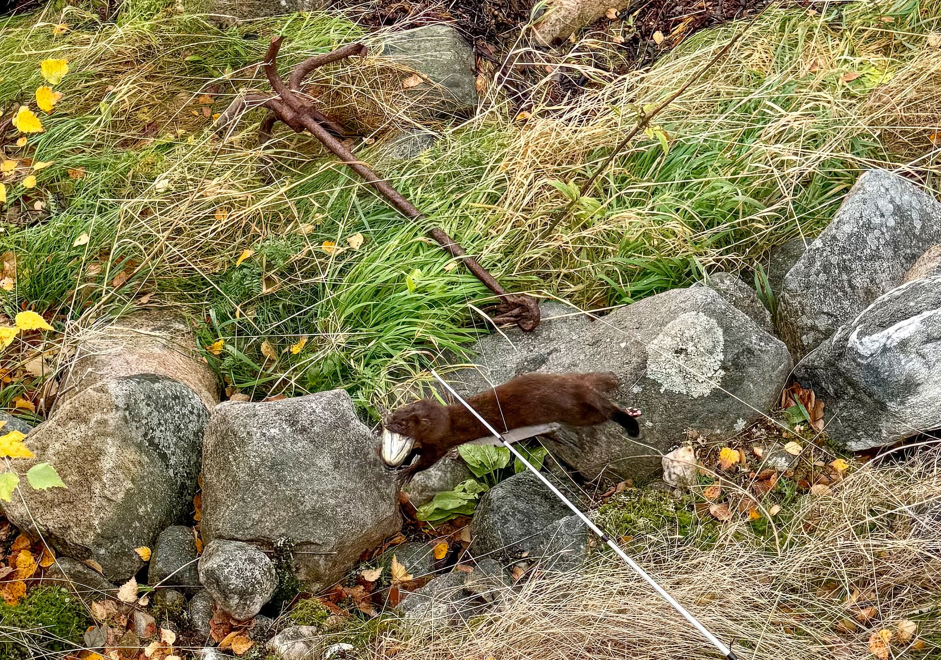  Ein Mink, ein amerikanischer Nerz, der unter der Veranda seine Höhle hat,  schnappt sich dankbar unsere Fischabfälle.  