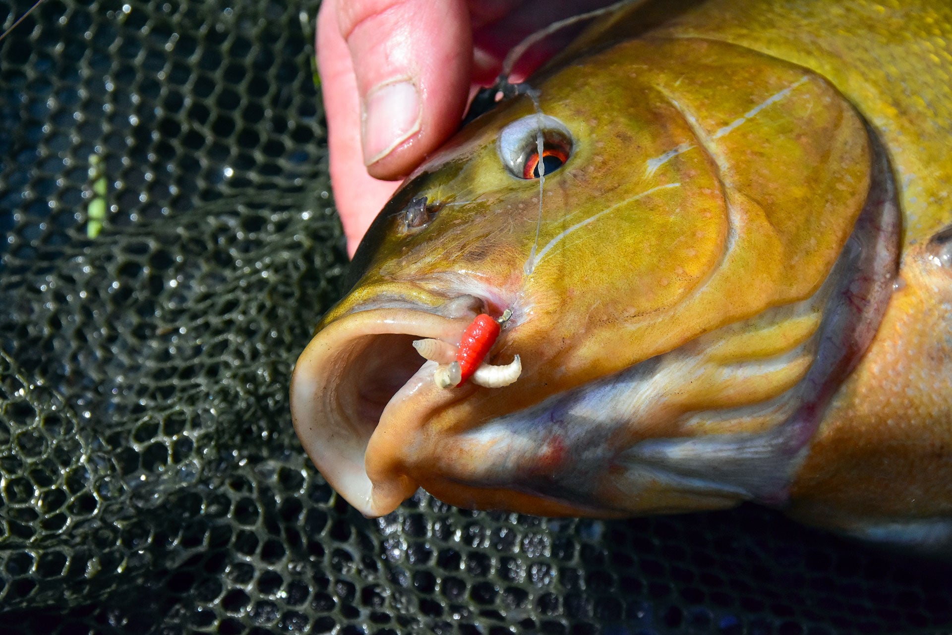  Bei der Selbsthak-Montage sitzt der Haken immer im vordersten Mundbereich und lässt sich ohne Weiteres  lösen.  