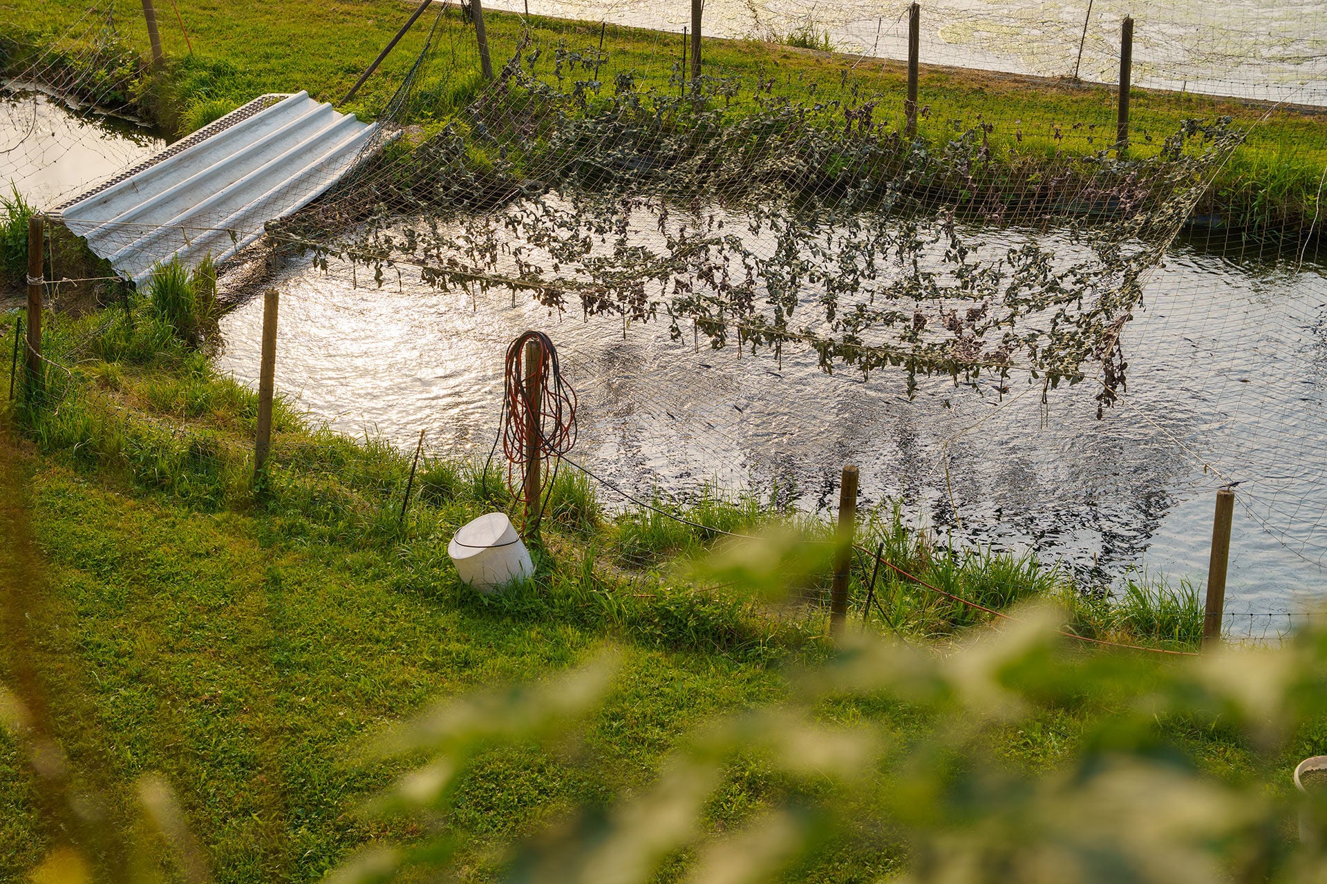  Bei der Bio-Forellenzucht Nadler wachsen die Lachse in solchen, mit Bachwasser gespeisten Teichen heran.  