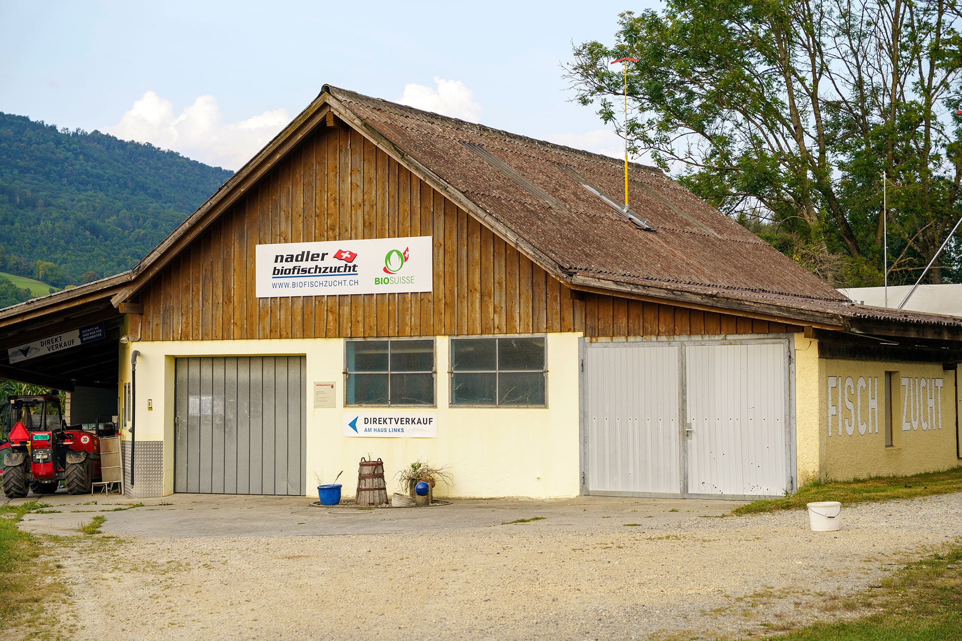  Der atlantische  Lachs ist im Aargauischen Rohr wieder zurück.  