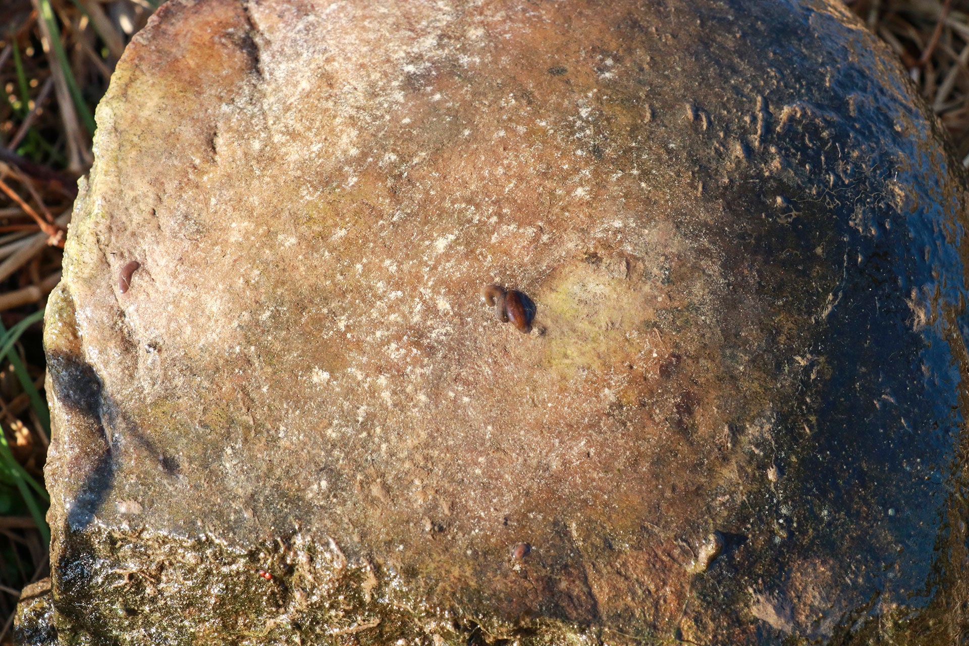  Kaum noch Futter: Die Fischnährtierpopulationen in der Wyna sind in den letzten Jahren immer stärker zurückgegangen.  