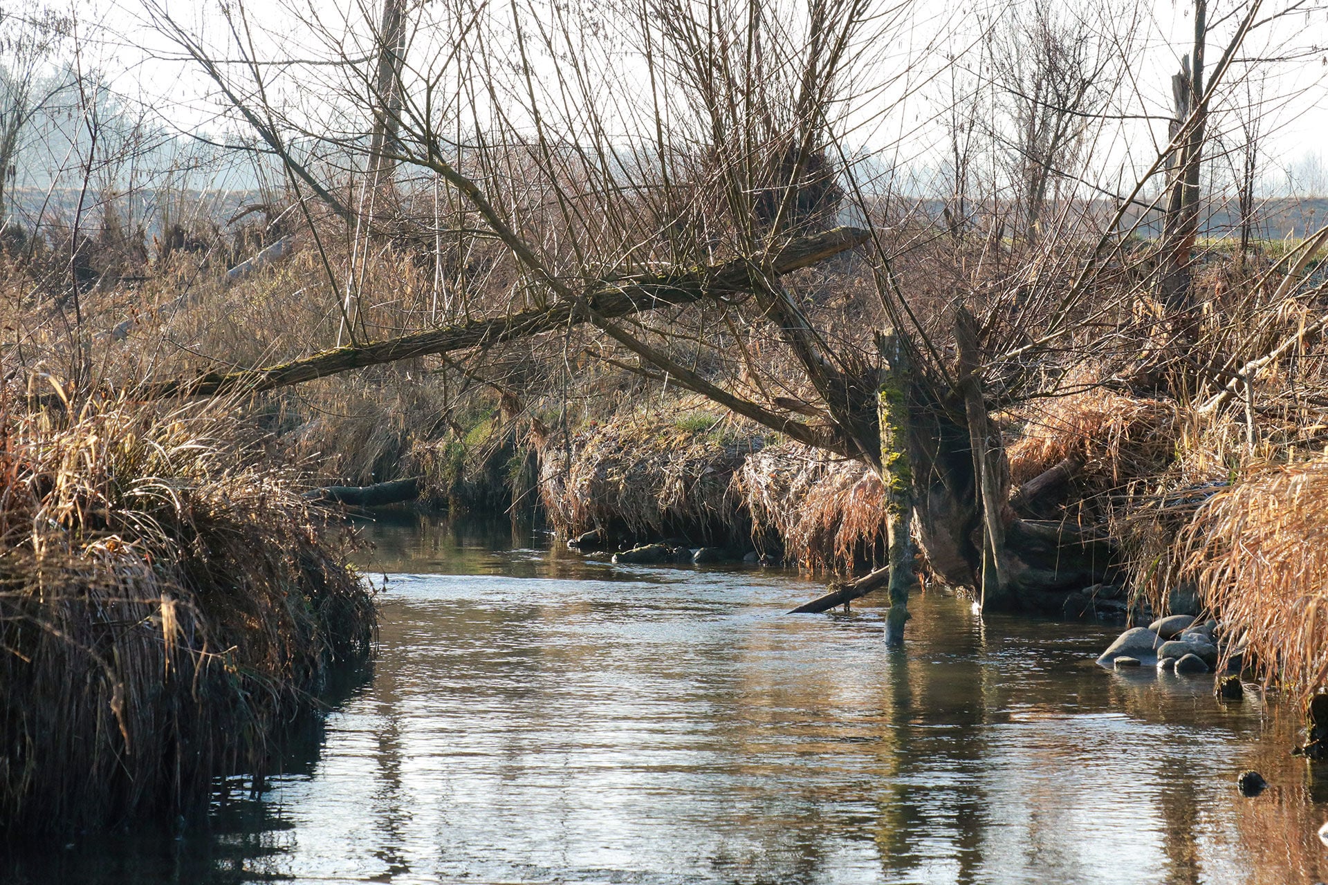  Optisch ist die Welt an der Wyna in Ordnung. Der Biber sorgt für Totholz und die Struktur des Gewässers ist vielfältig.  