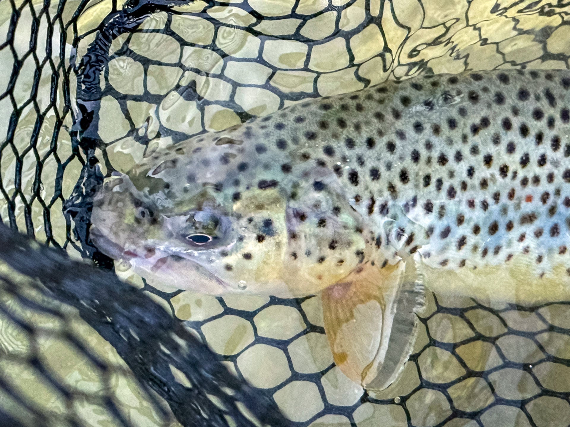  Mit 90°-Rig und Schlaufentechnik erfolgreich zum Fisch.  