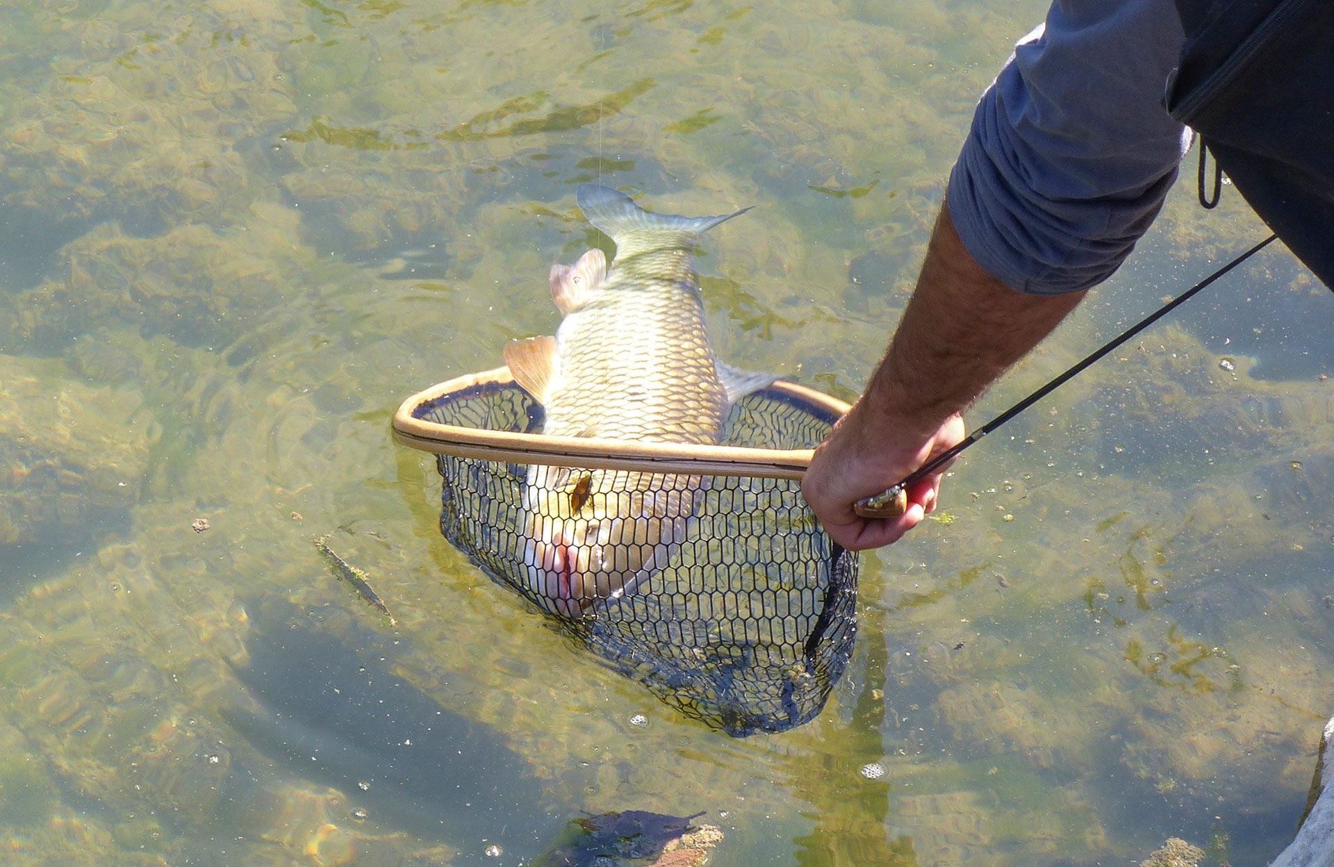  Grundsätzlich wird kopfvoran gefeumert. Und zwar, indem man den Fisch zum Netz führt und nicht umgekehrt.  