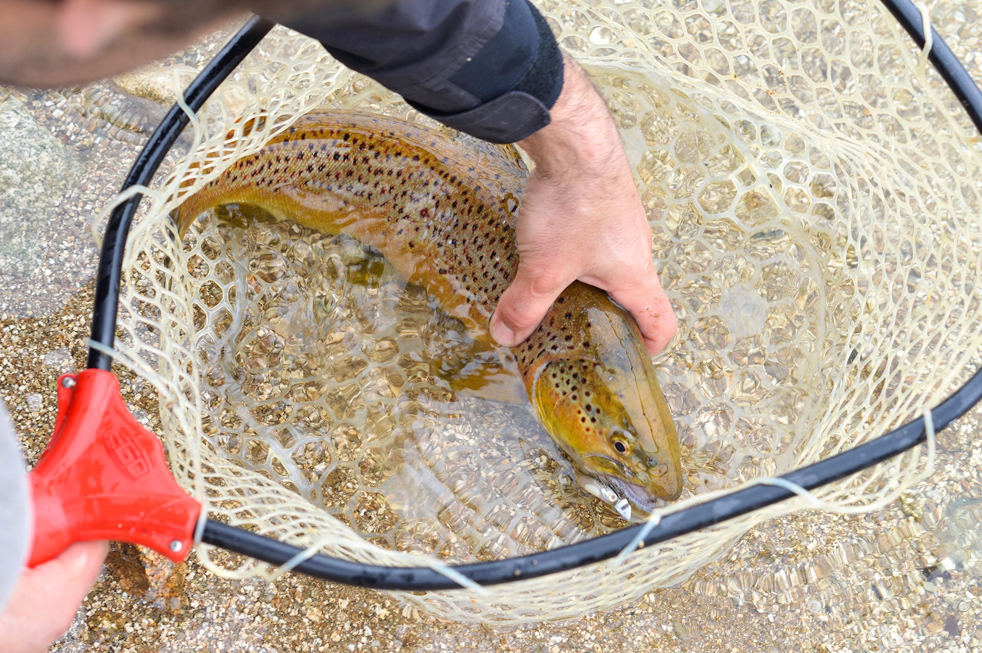  Ist der Fisch sicher im Feumer, kann man ihn entspannt und schonend abhaken und an­schlies­send zurücksetzen oder versorgen.  