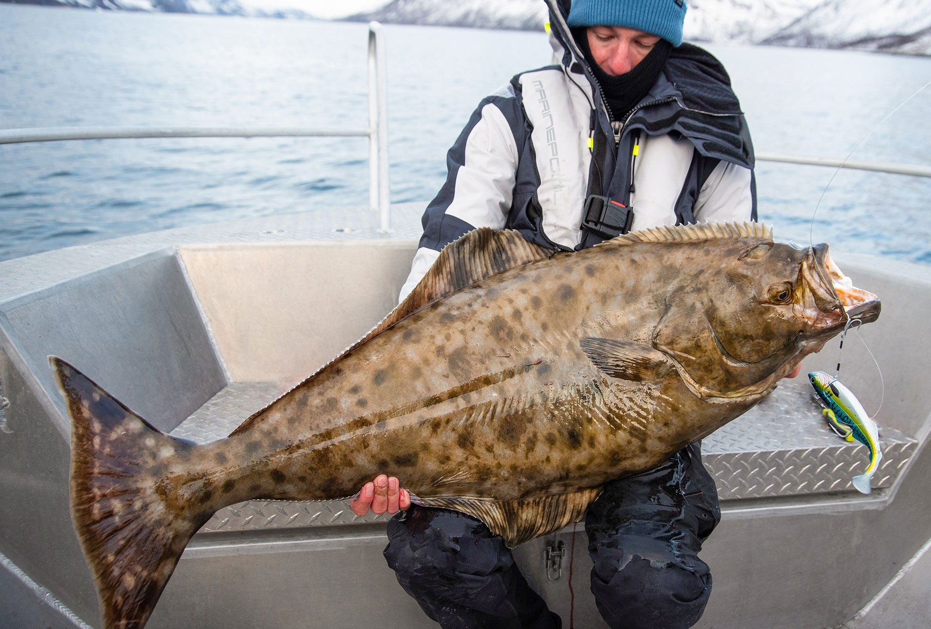  Einer der stärksten Fische in Europas Gewässer: Der Heilbutt. © Robin Melliger  