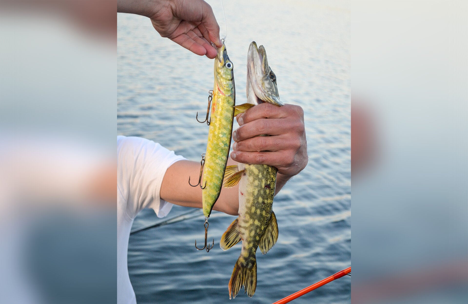  Typisch Hecht: Fast gleich grosse Artgenossen werden attackiert. Für Kapitale kann ein Köder im Esox-Dekor kaum zu gross sein.  