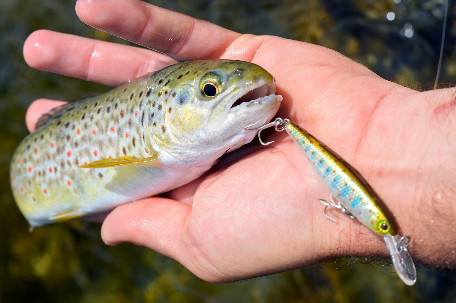  In Bächen oft Trumpf: Jungforellen-Deko im passenden Farbton.  