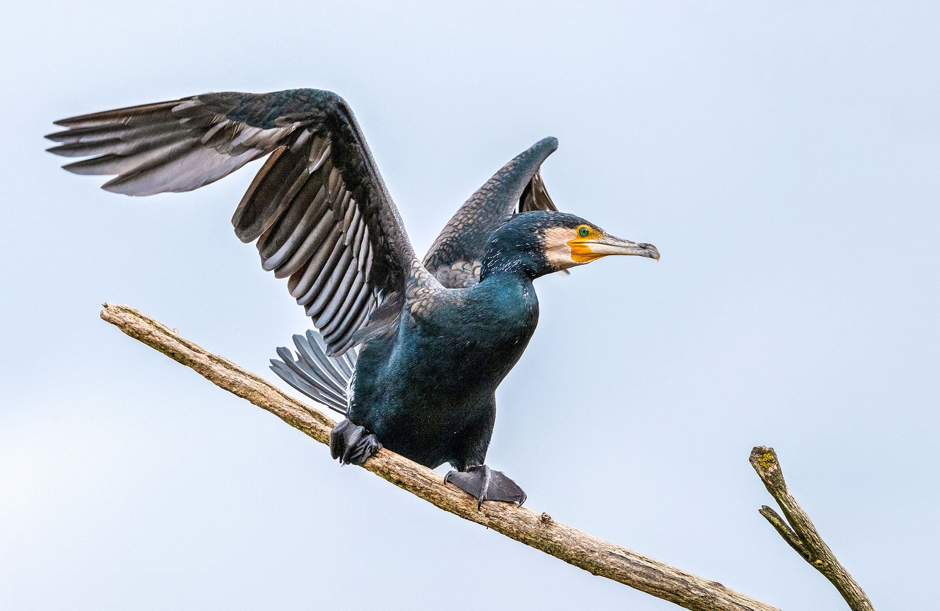  Über kaum  einen anderen Vogel wurden mehr  Studien gemacht als über den Kormoran. © stock.adobe.com  