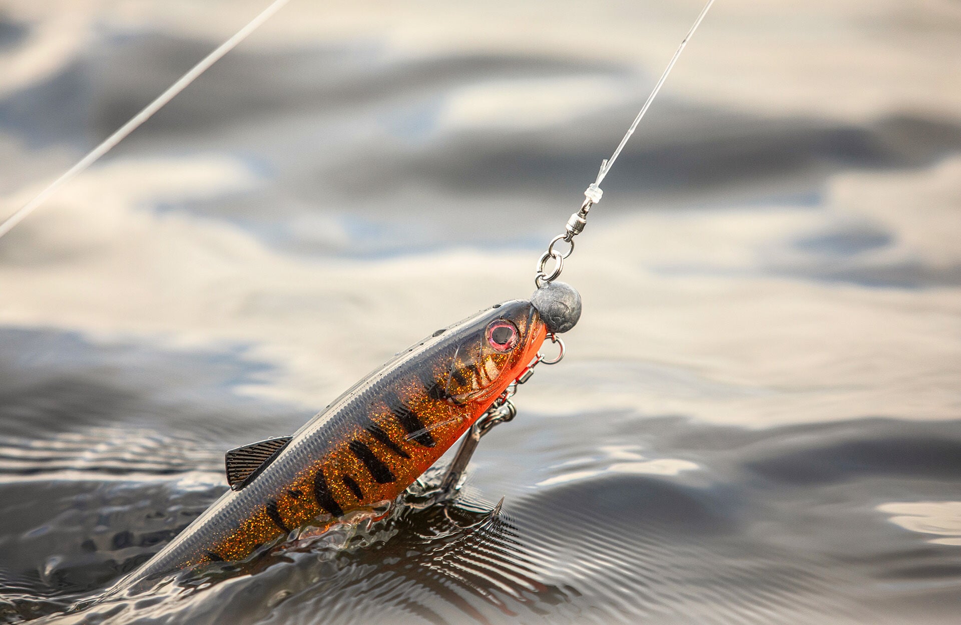  Leicht bebleite Gummis lassen sich auch in flachen Zonen führen und sind äusserst fängig.  