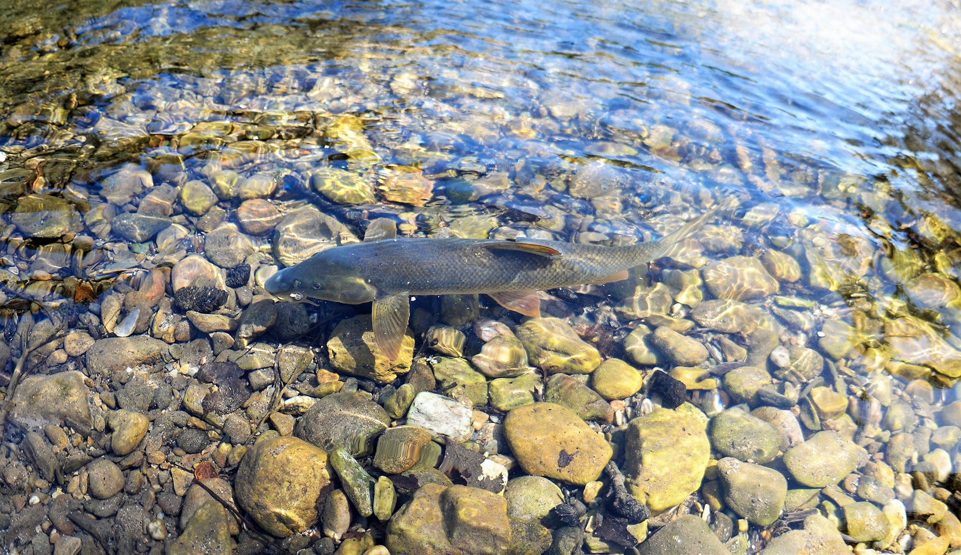  Der Körperbau und die Flossen lassen es erahnen: Das ist ein kräftiger Fisch.  