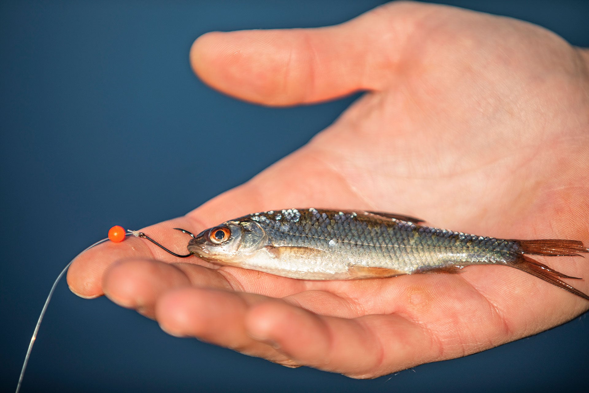  Seit jeher erfolgreich und mit der Lockperle gleich noch fängiger: ein gut fingerlanger Köderfisch.  