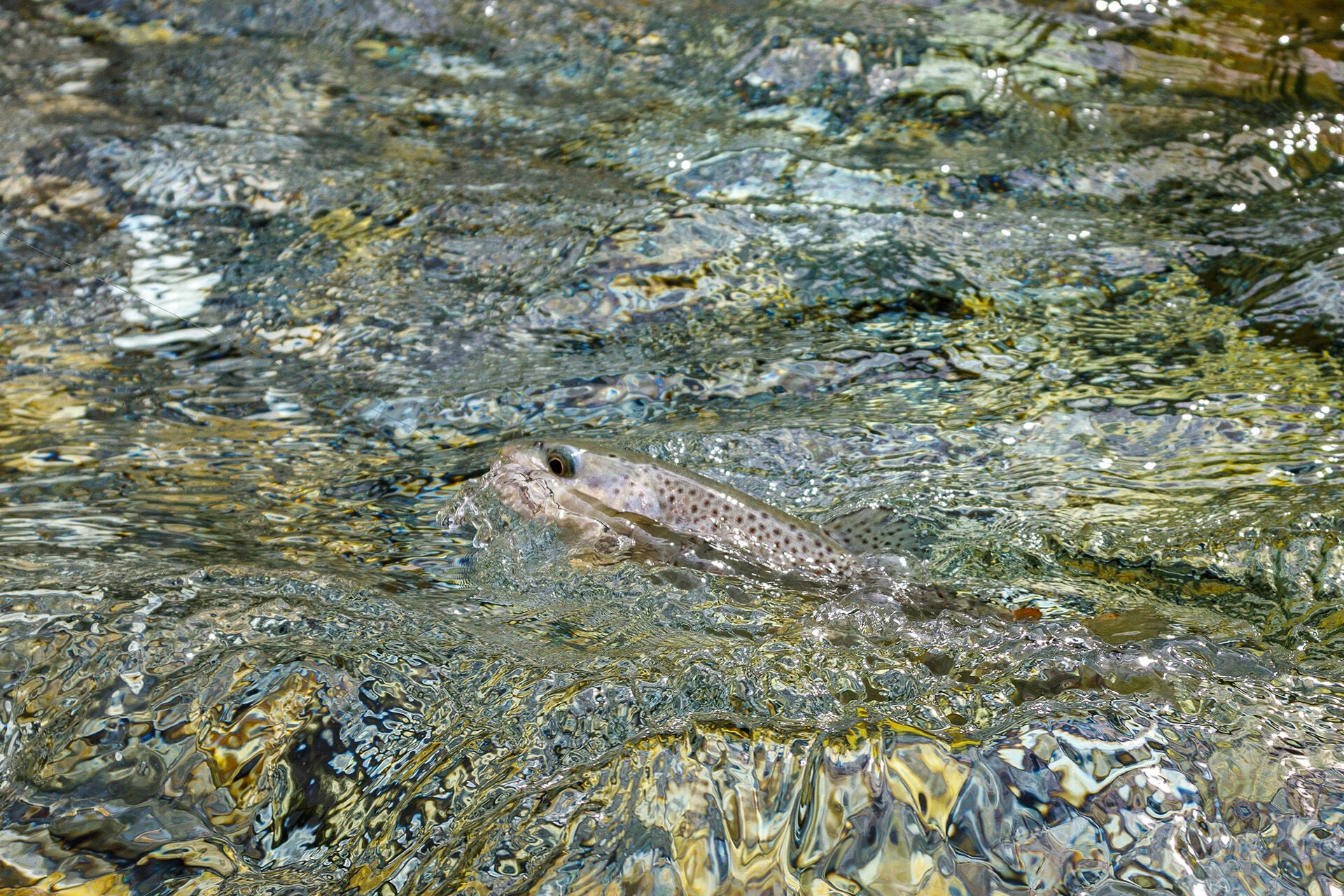  Bachforellen mittlerer Grösse sind in fast jedem Pool anzutreffen.  