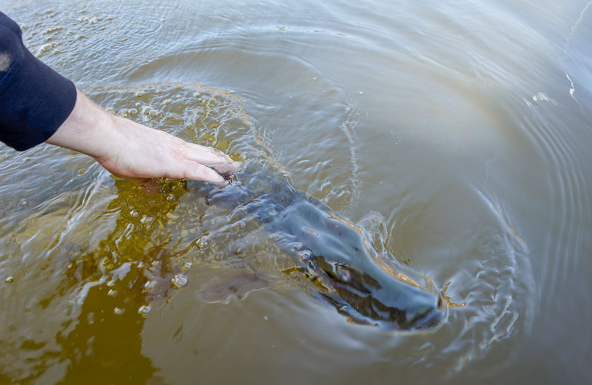  Kapitale Flachwasser-Hechte lassen sich  mit gutem Gewissen schonend zurücksetzen. Fischt man noch vor der Schonzeit, macht das besonders viel Sinn.  