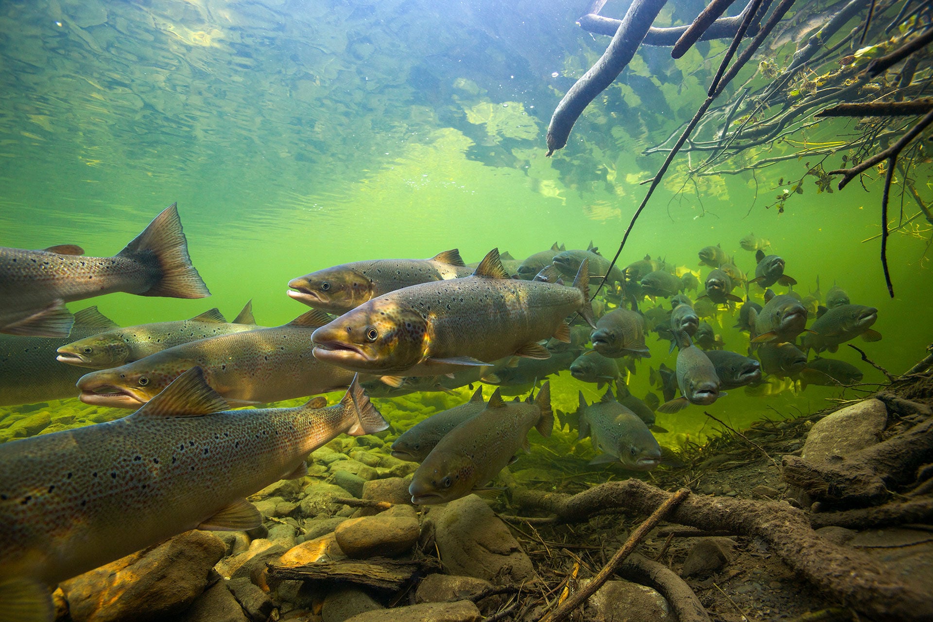  Der Atlantische Lachs soll eines Tages wieder in Birs und Ergolz schwimmen. © Michel Roggo  