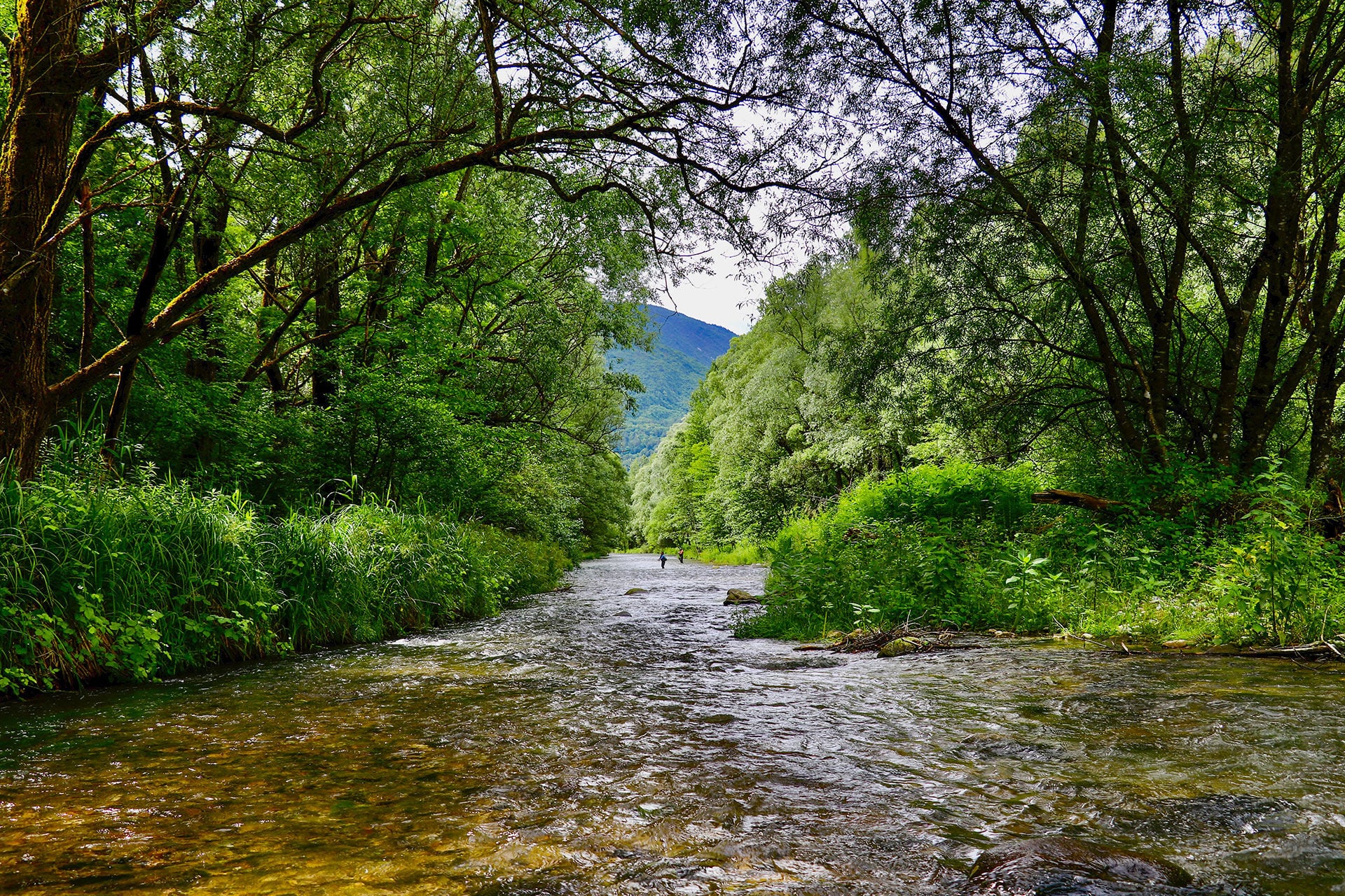  Die von grünem Dickicht eingehüllte Restwasserstrecke des Noce bei Mezzolombardo liegt auf 250 m ü. M. und ist trotzdem voller Forellen. © Nils Anderson  