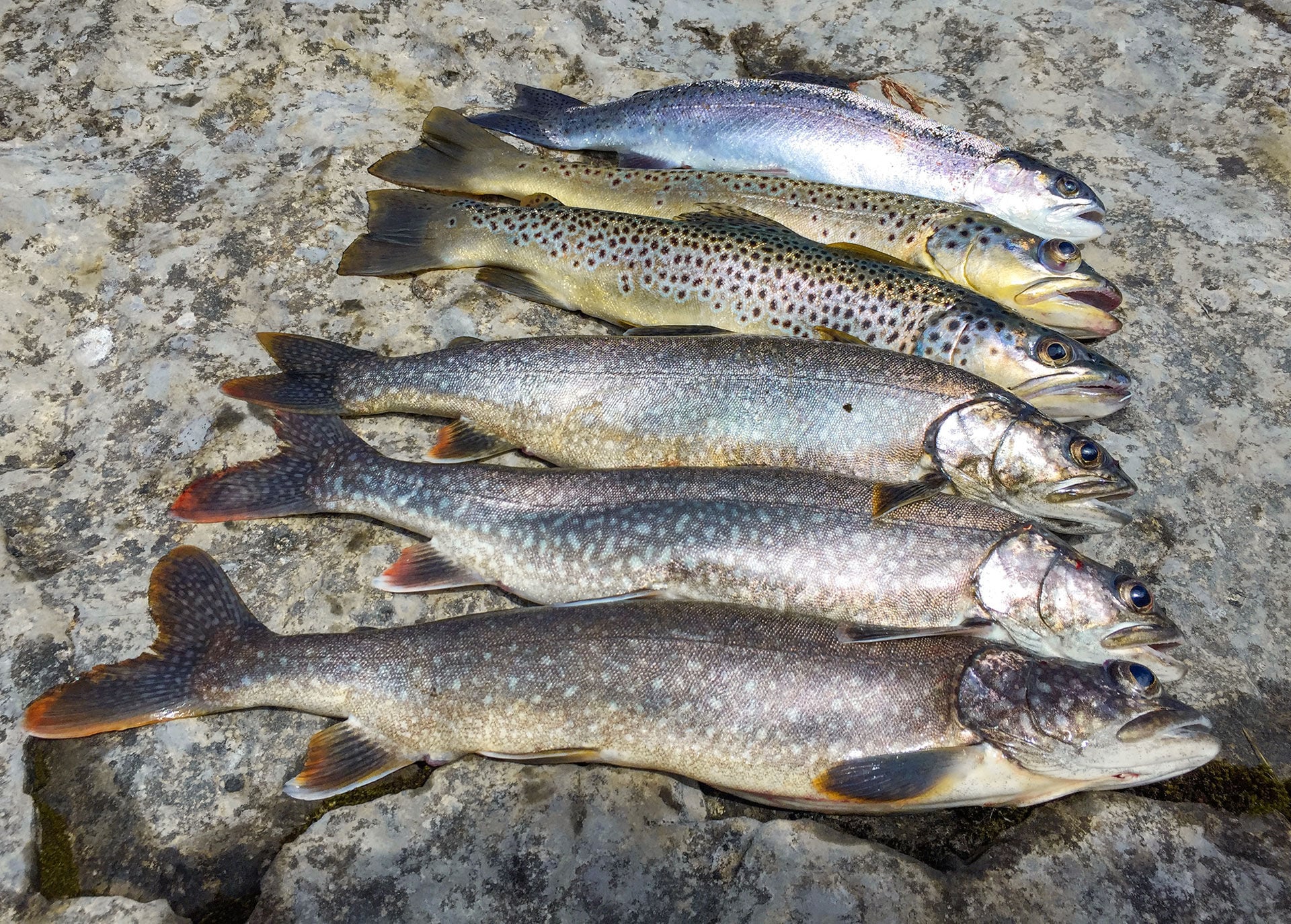  Die Salmoniden unserer Bergseen schätzen Elritzen.   