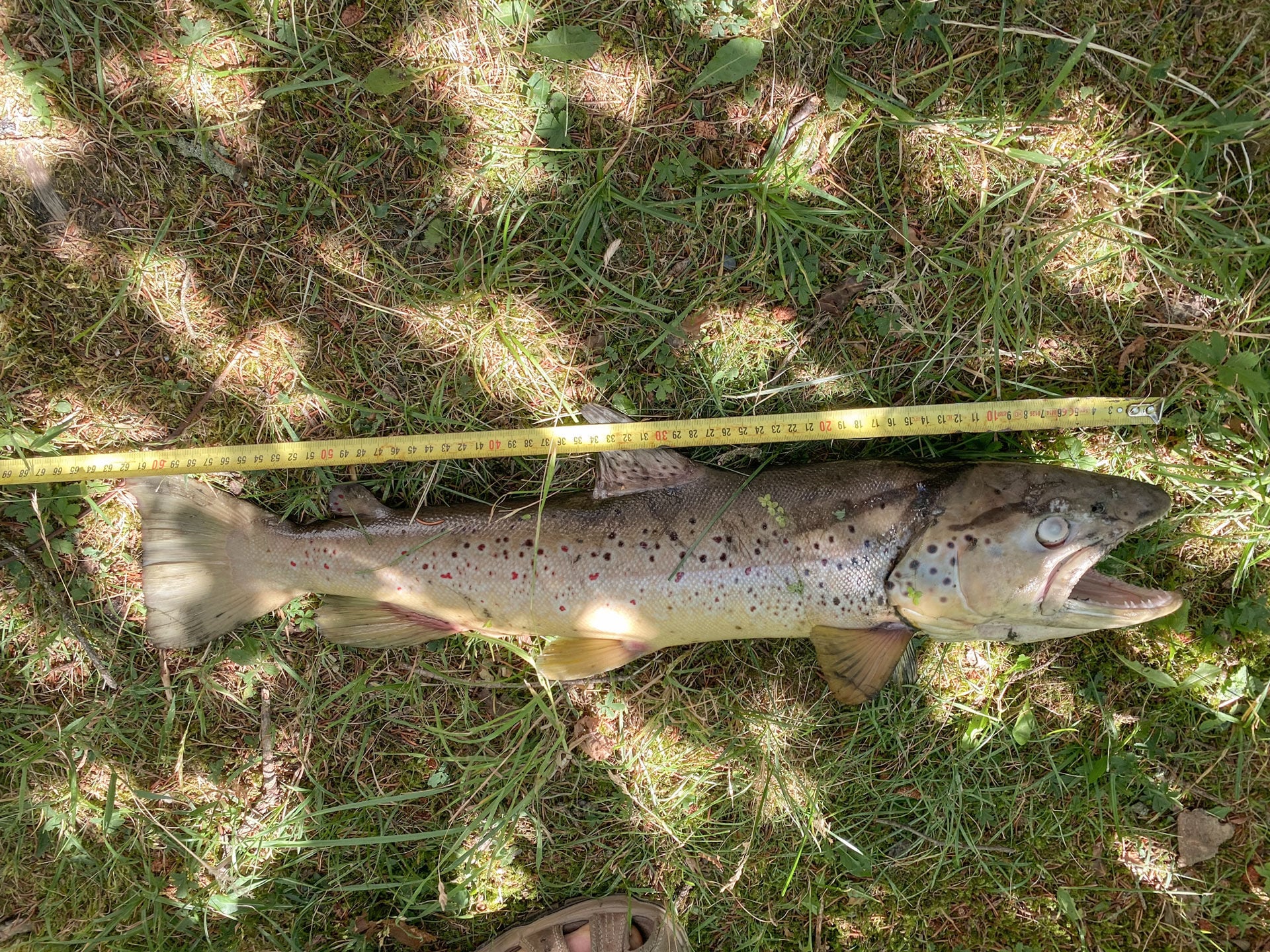  Nicht nur die kleinen Fische starben: Hier die tote Königin des Sagibachs bei Samstagern ZH.  