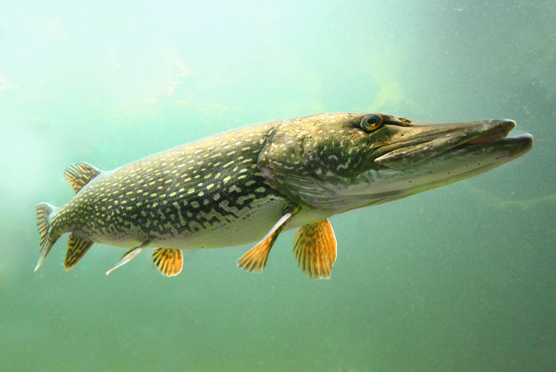  Das Vorkommen von Hechten im Fluss wird oft unterschätzt. © stock.adobe.com  