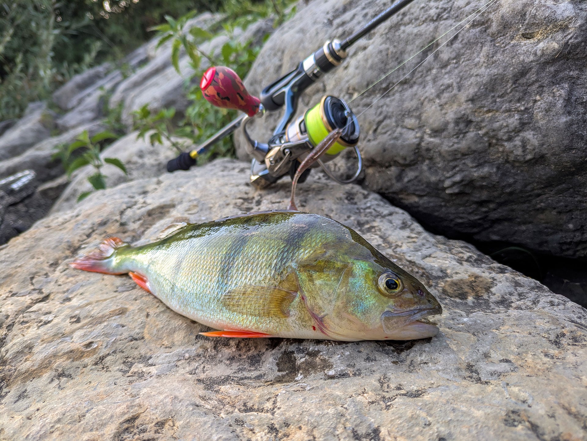  7 cm lange Gummifische am Carolina-Rig mit 7 bis 10 g Gewicht bringen tendenziell schönere Egli, aber deutlich weniger Bisse. © Ivan Valetny  